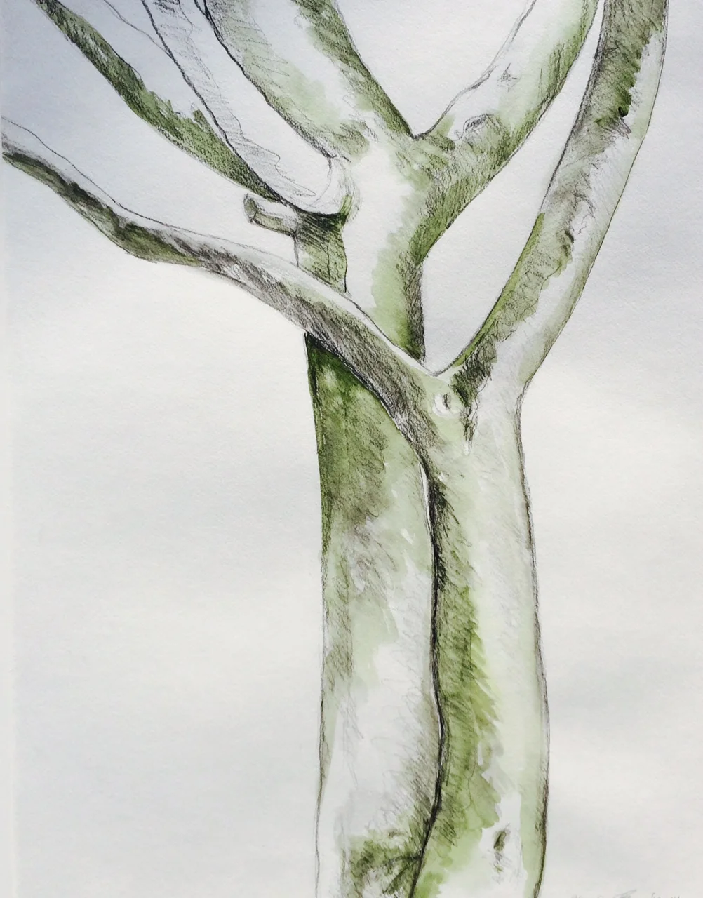 "Paloverde Pas de Deux" Graphite and Acrylic 22X30