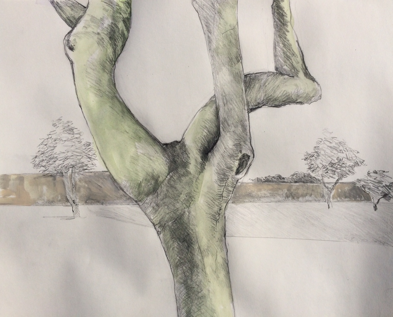   "Twist, Merrill Park Paloverde"  Acrylic and Graphite 14X17 