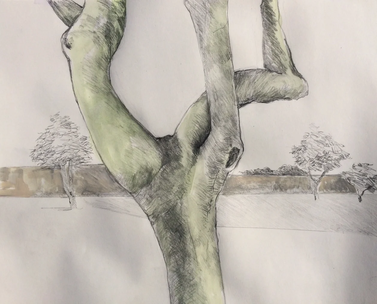 "Twist, Merrill Park Paloverde" Acrylic and Graphite 14X17