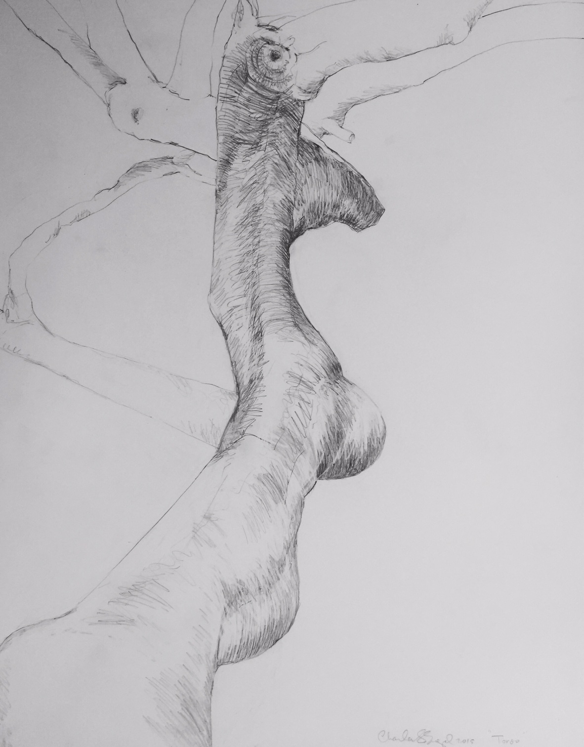   "Paloverde Torso"  Graphite on Paper 18X24 