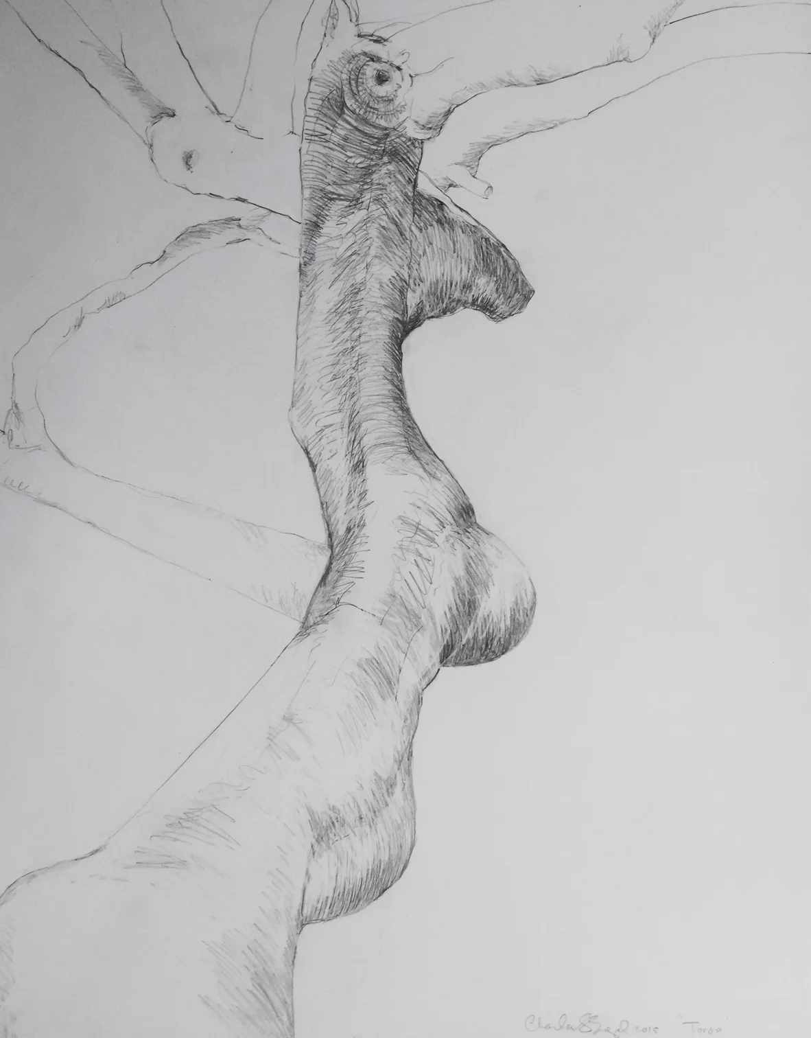 "Paloverde Torso" Graphite on Paper 18X24