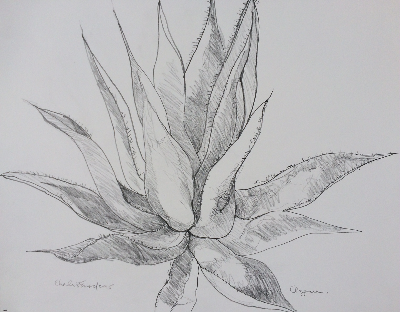   "Agave"  Graphite on Paper 