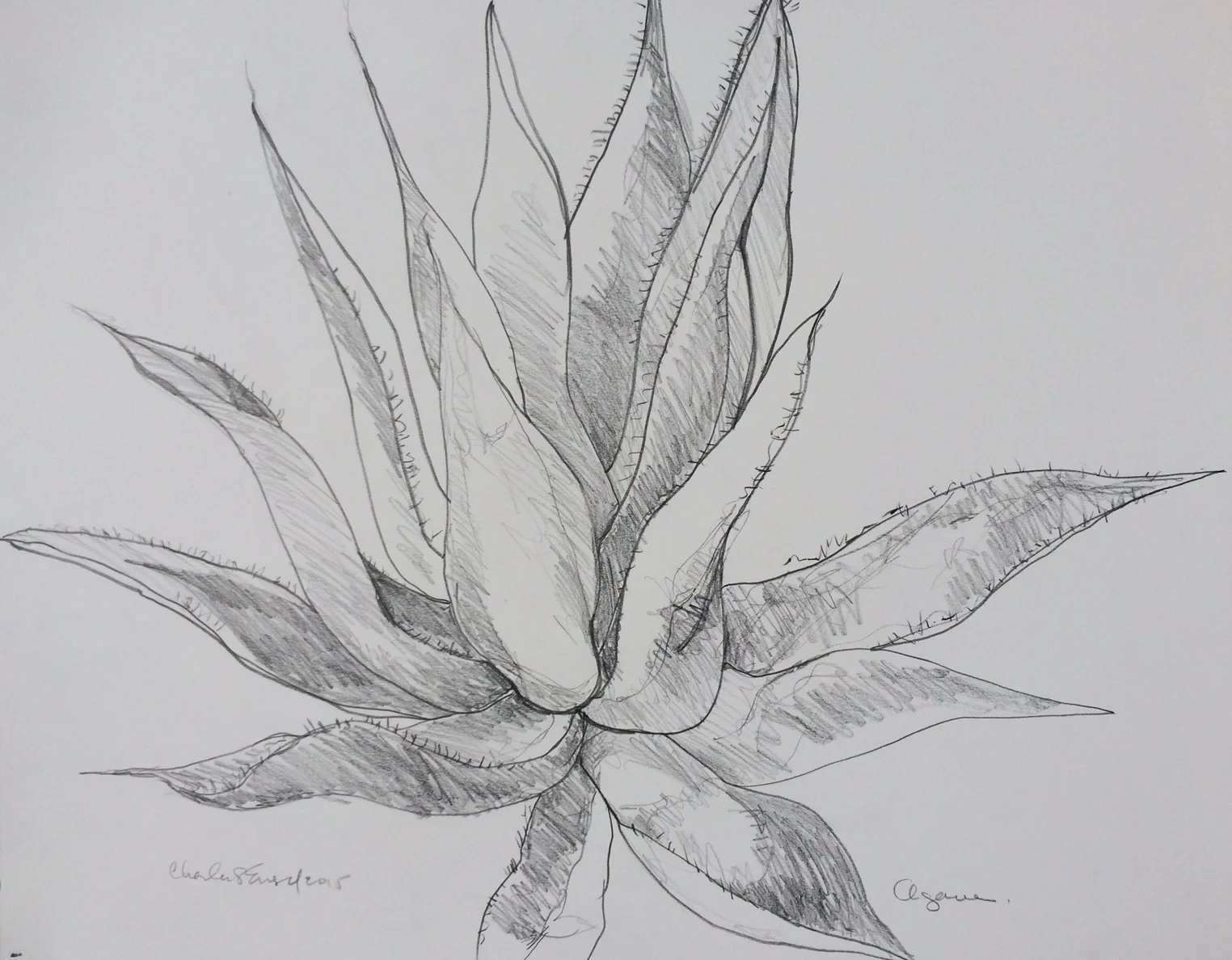 "Agave" Graphite on Paper