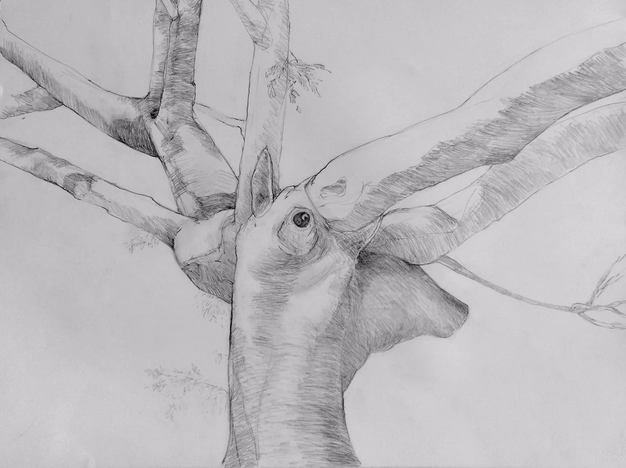 "The Giraffe" Graphite on Paper