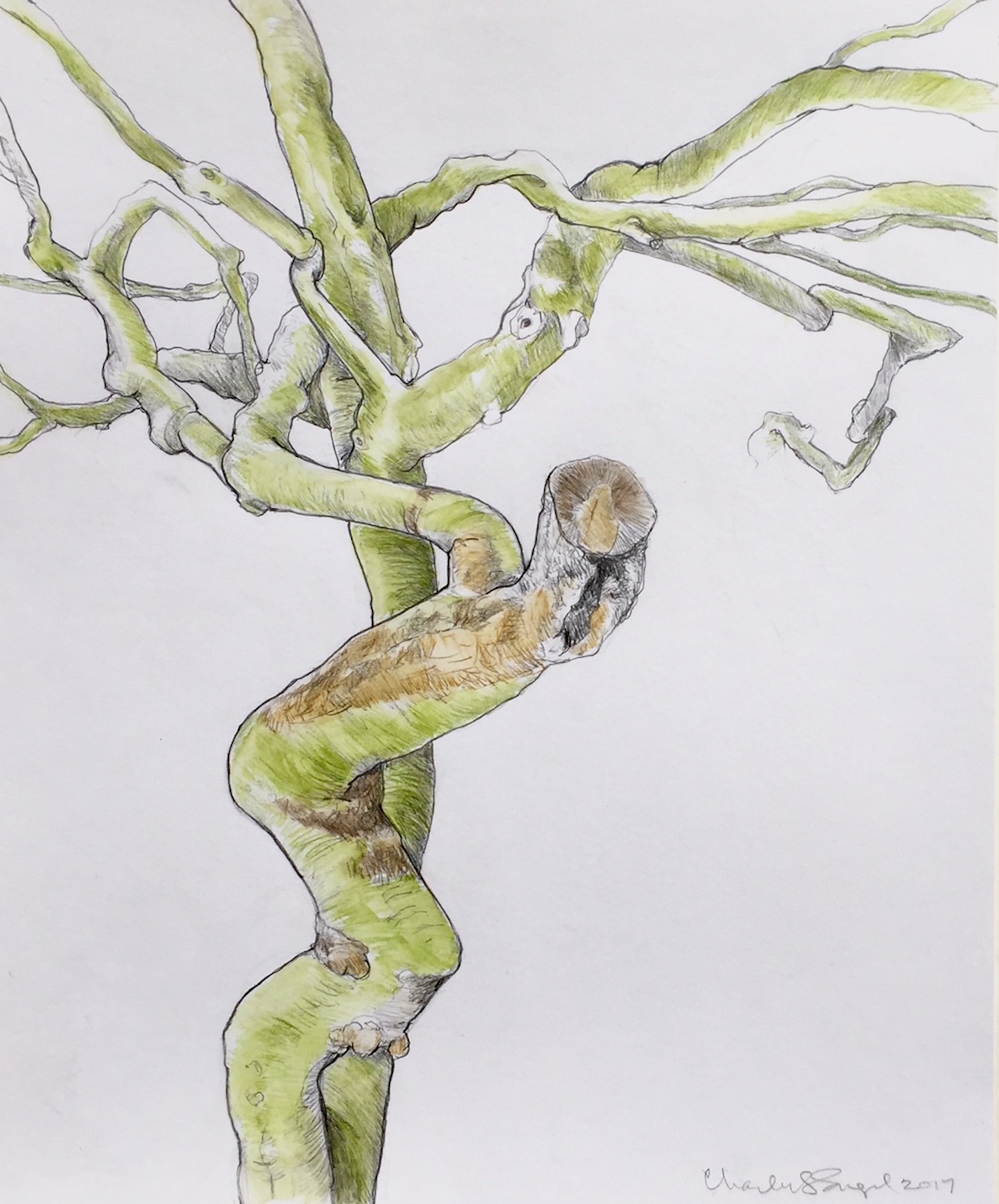   "The Owl Tree"  Graphite and Watercolor Pencil 21" x 25" 