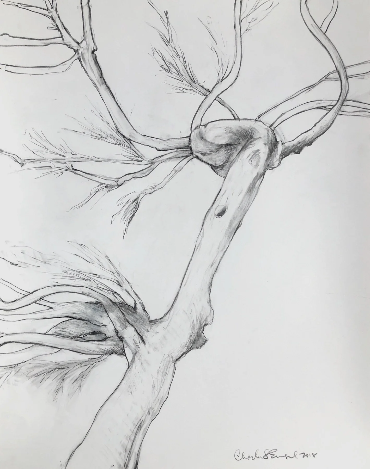 “Panic” Graphite on Paper