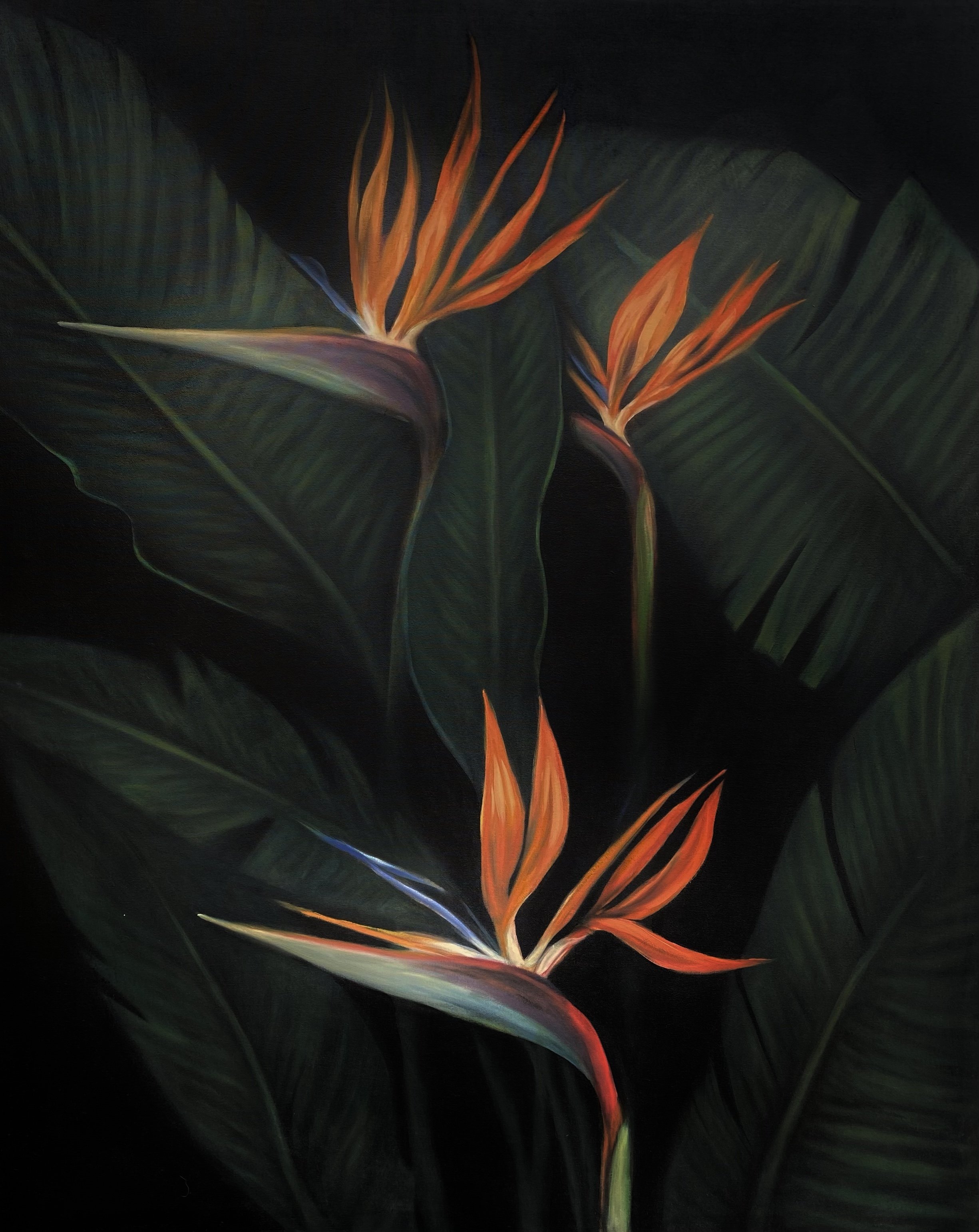 Birds of Paradise