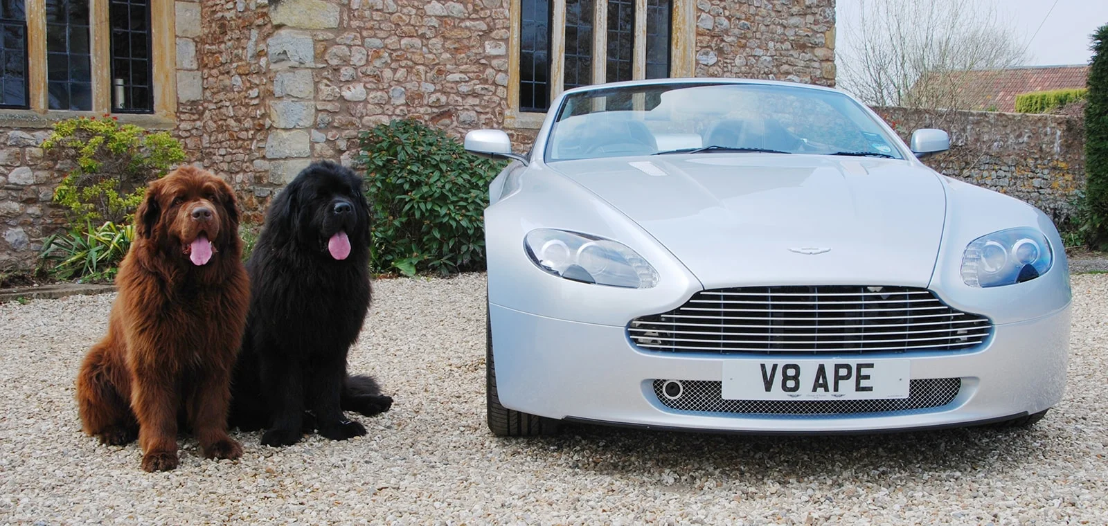 ASTON Dogs.jpg