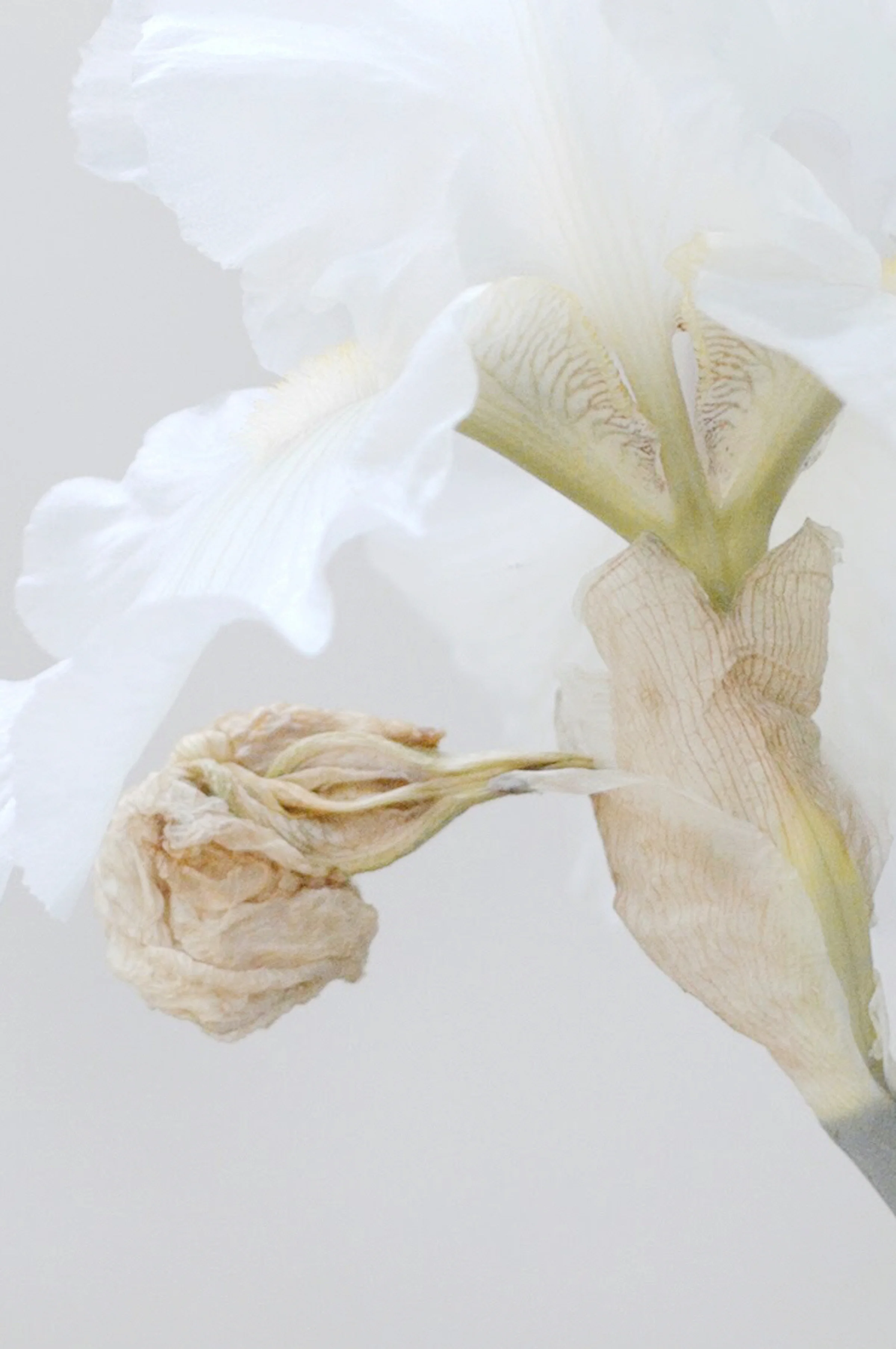 afterlight copy 2.jpeg