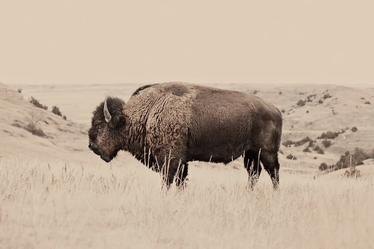 Buffalo, North Dakota. Photo: Troy Moth