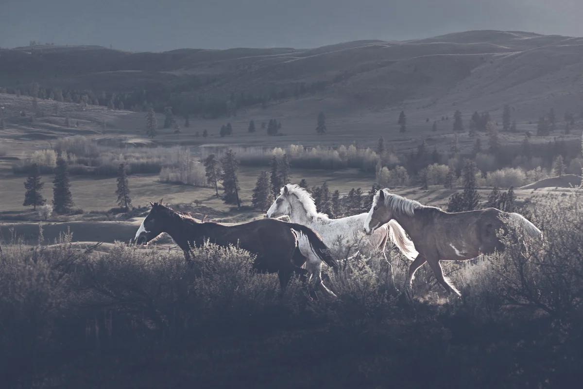 Horses, Osoyoos, B.C. Photo: Troy Moth