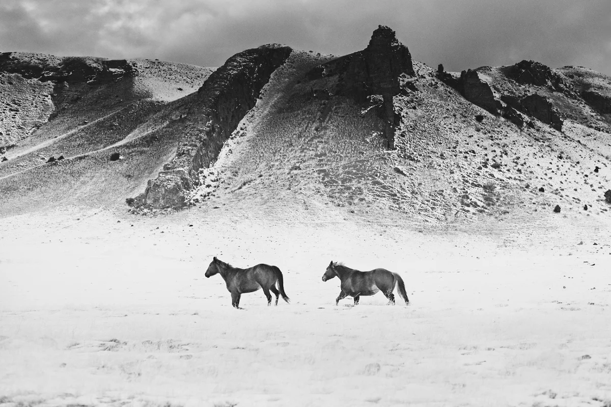 Horses, Montana. Photo: Troy Moth