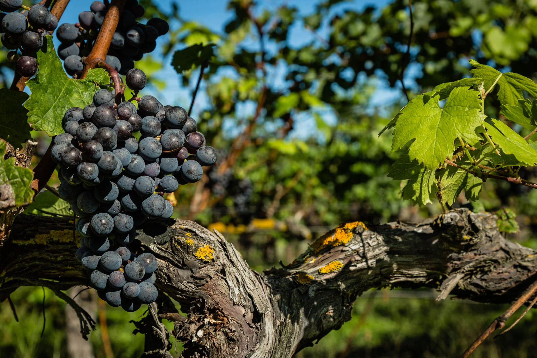 Paritua Cab Sav RCP_170317_0120s.jpg