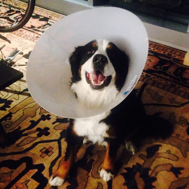 Final PHOTO in the series, Shout out to EVEREST. You bit me when I got close to your food. I still have the scar. My heart has never forgiven you. (hard core frank Fans should know who this is)