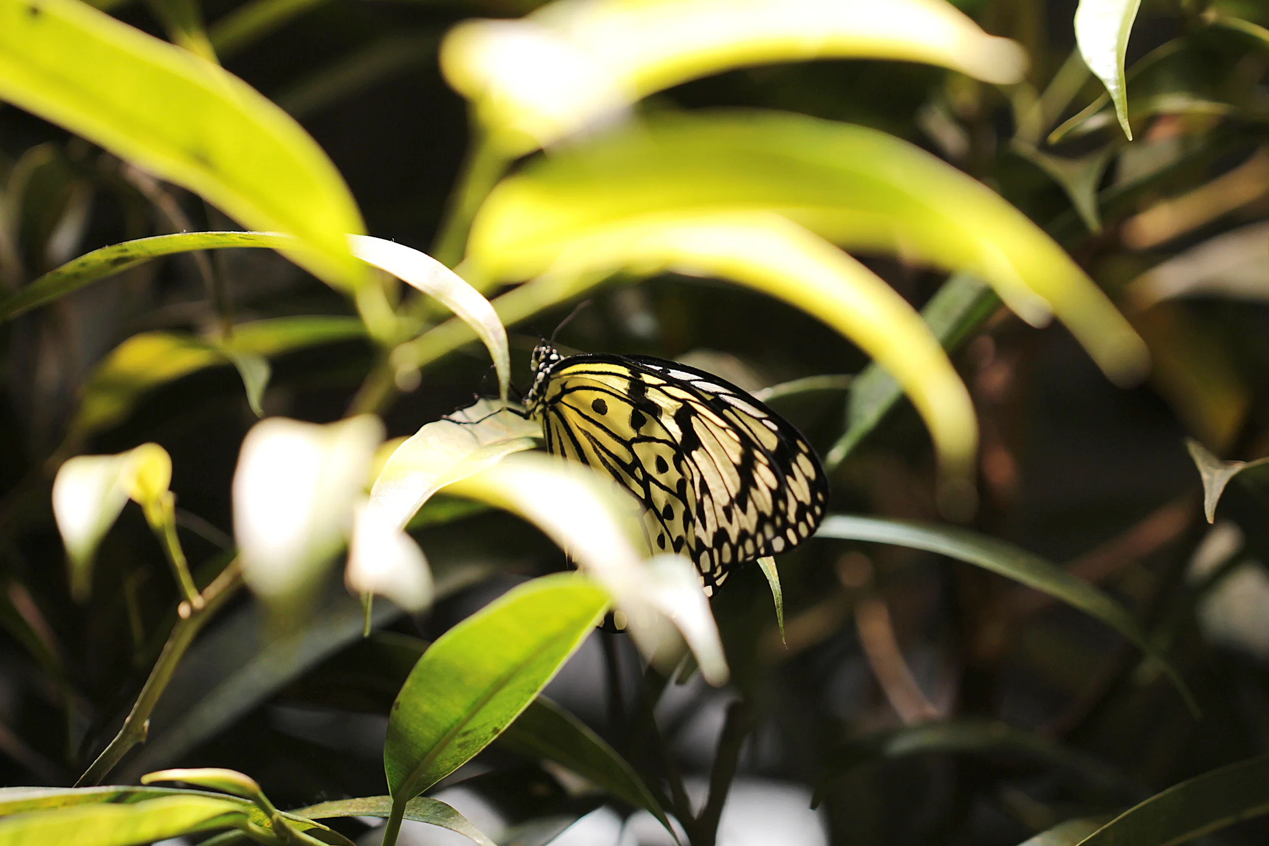 09_Butterfly_IMG_1480.jpg
