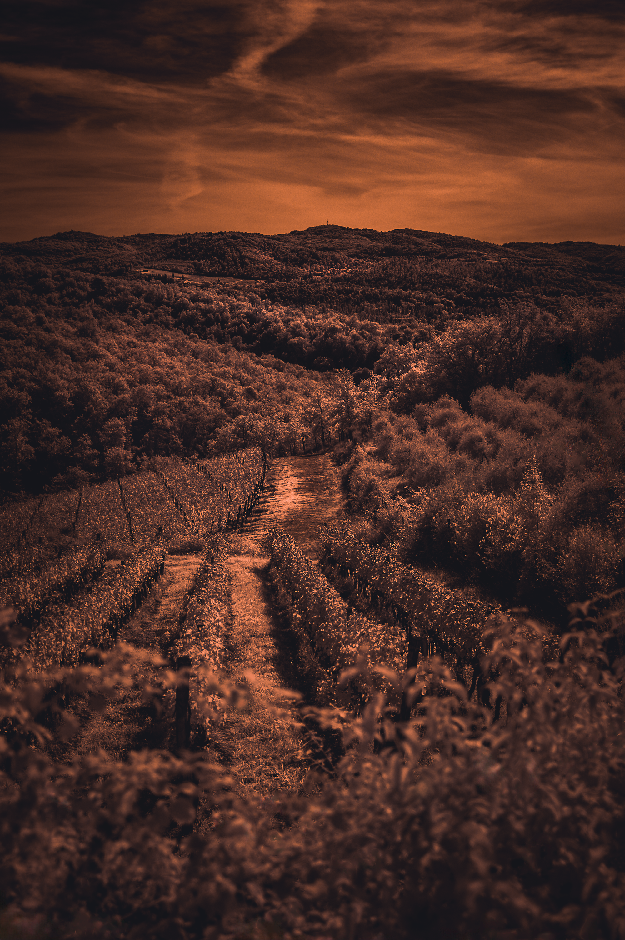 Grapes under the moon...
