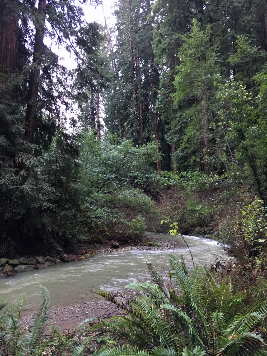 Muir Woods