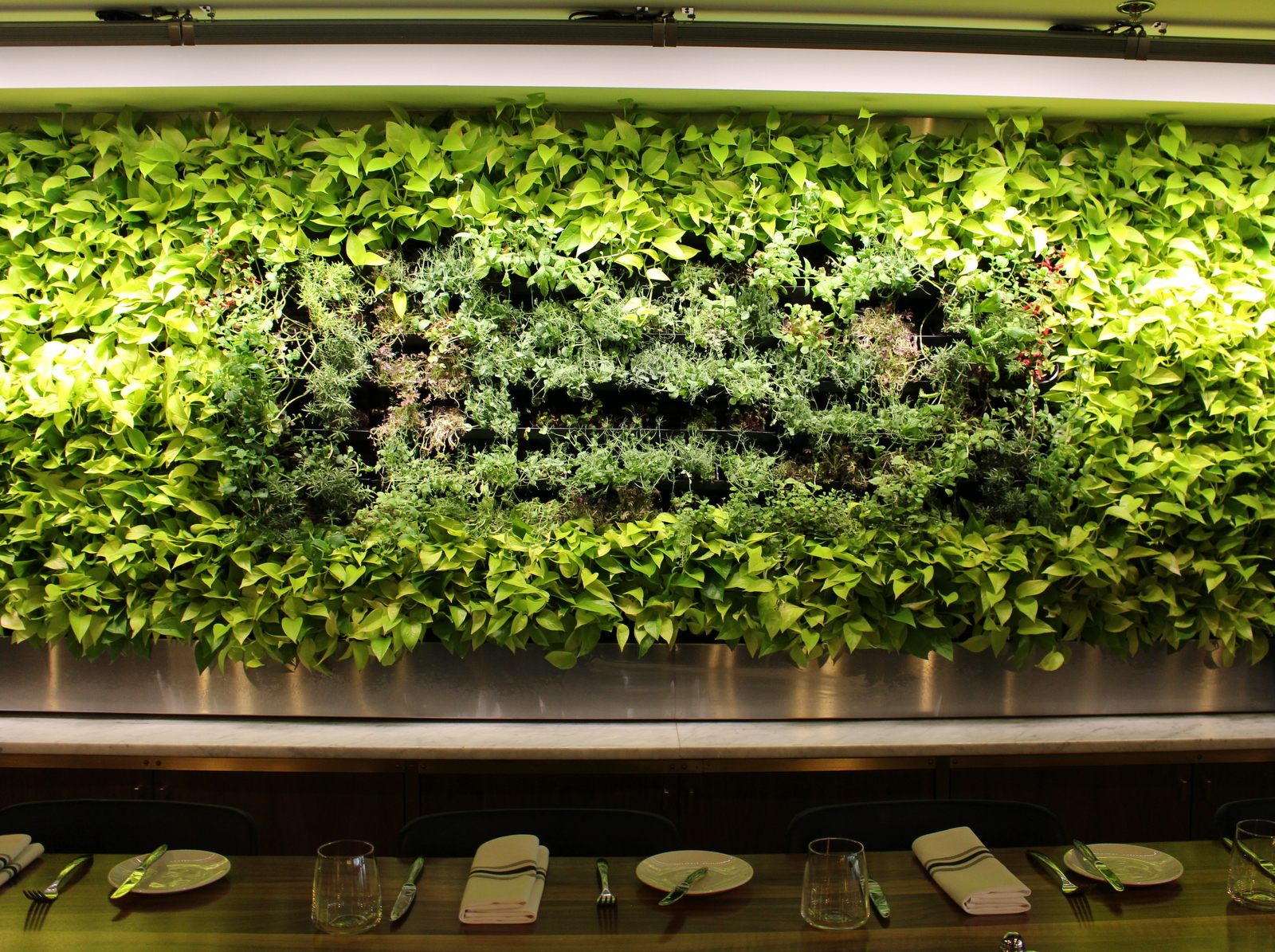 Live Herb Wall at Maggie Oakes Restaraunt