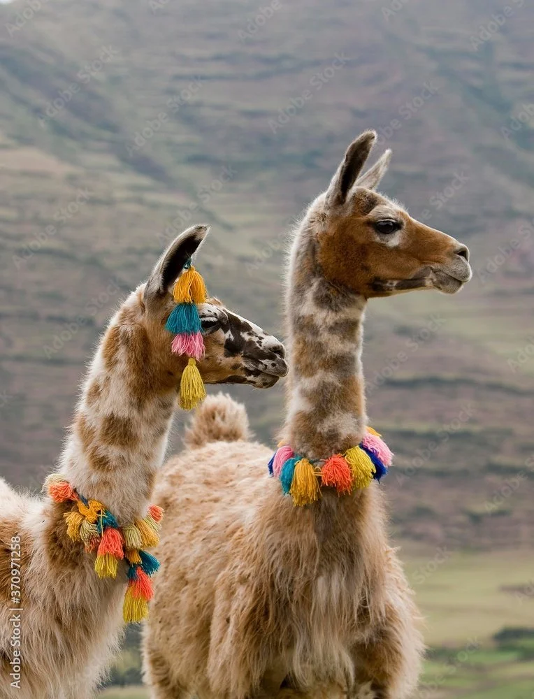 lamas.jpg