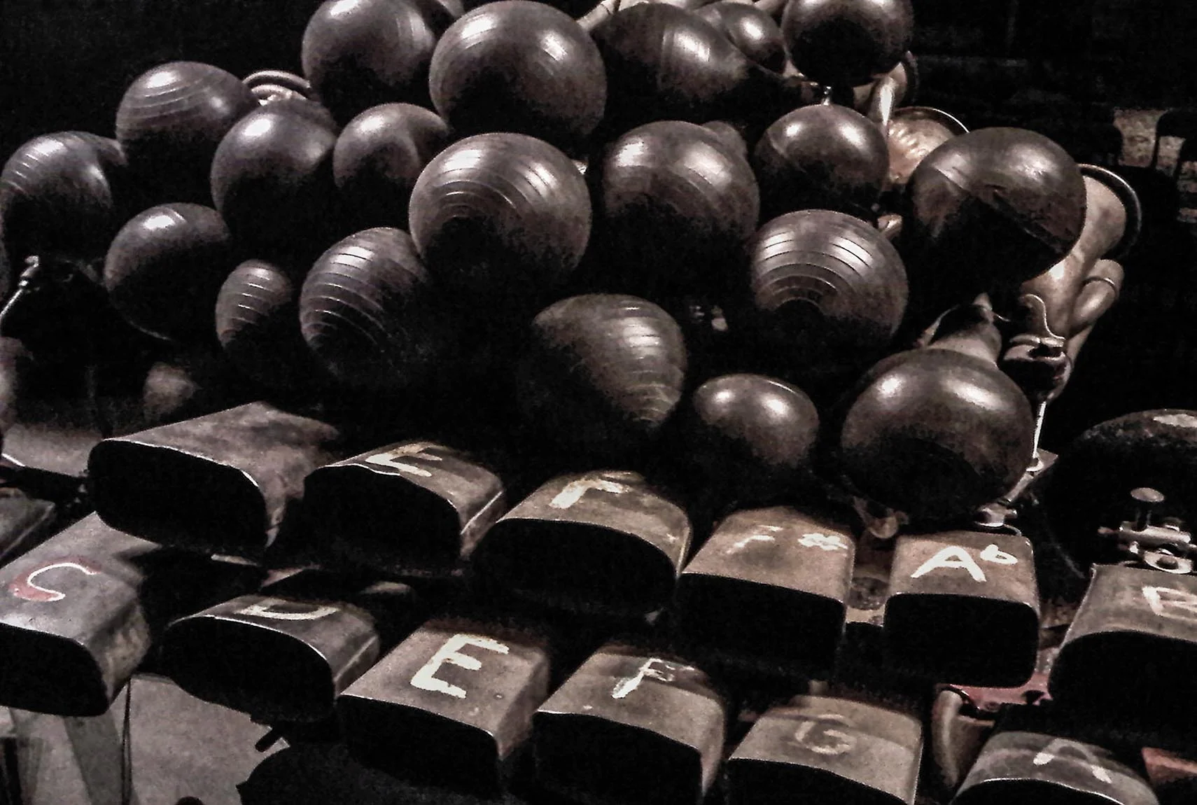 Horny Cow Bells.jpg