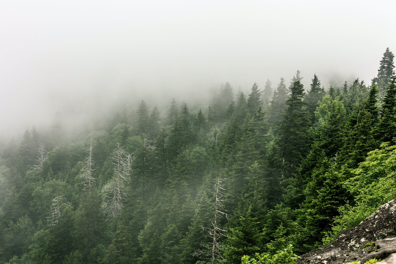 The top of Devil's Courthouse was a little foggy that day so we didn't get to see much of a view, but thats why they call em the smokies.