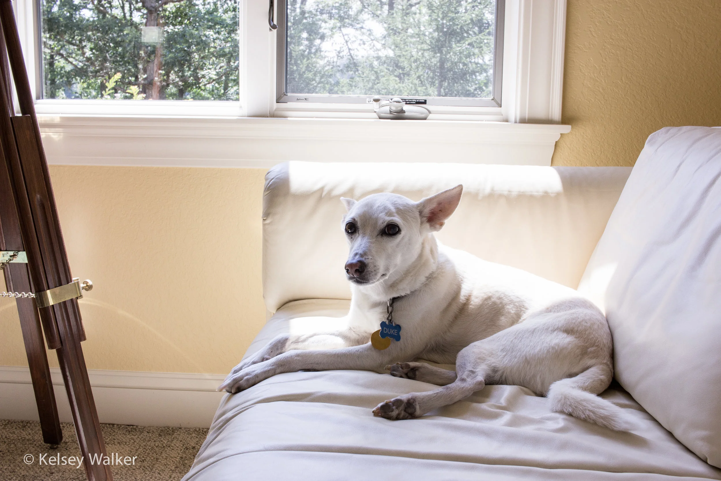 One of Duke's many favorite spots in grandma's house.