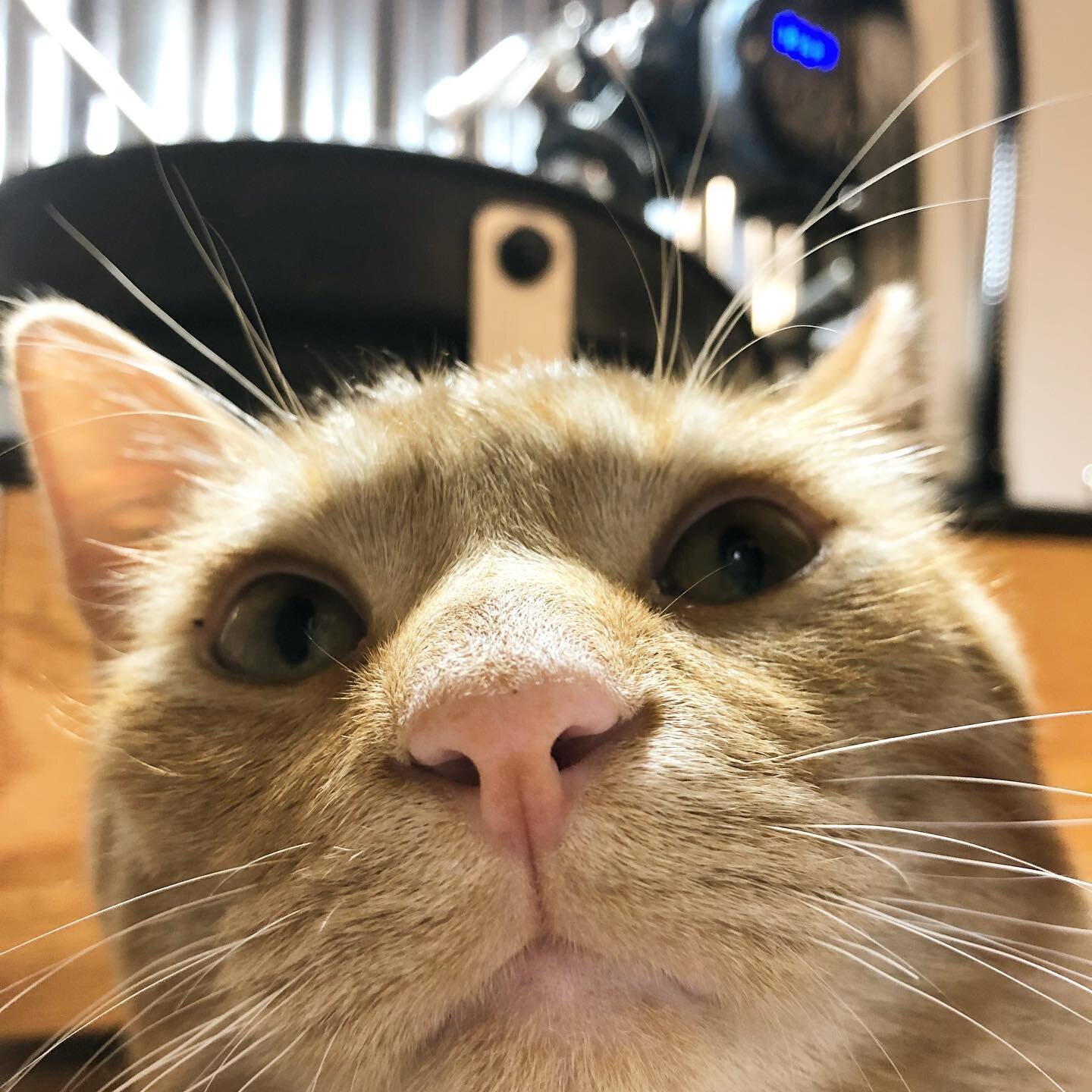 This is Wayne. My apprentice over at @steadygems