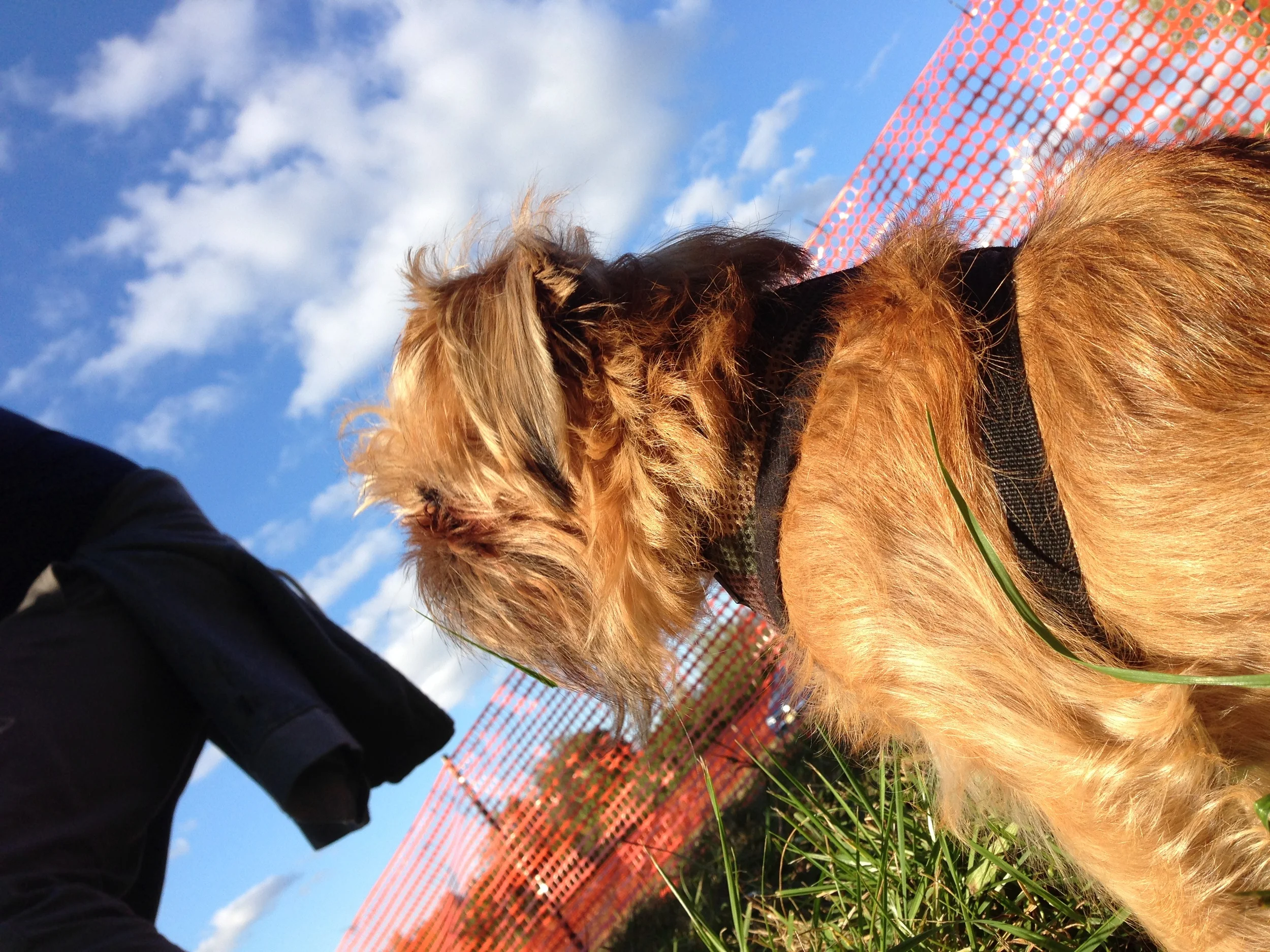 brusselsgriffon2.jpg
