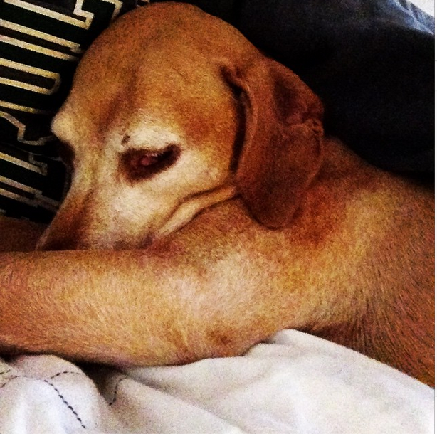sleepingpuppy.jpg