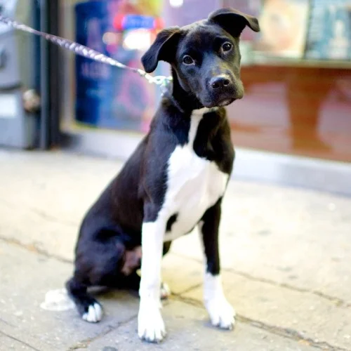 Photo Credit: Elias Weiss Friedman / The Dogist