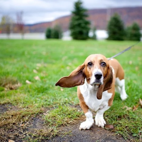 Photo Credit: Elias Weiss Friedman / The Dogist