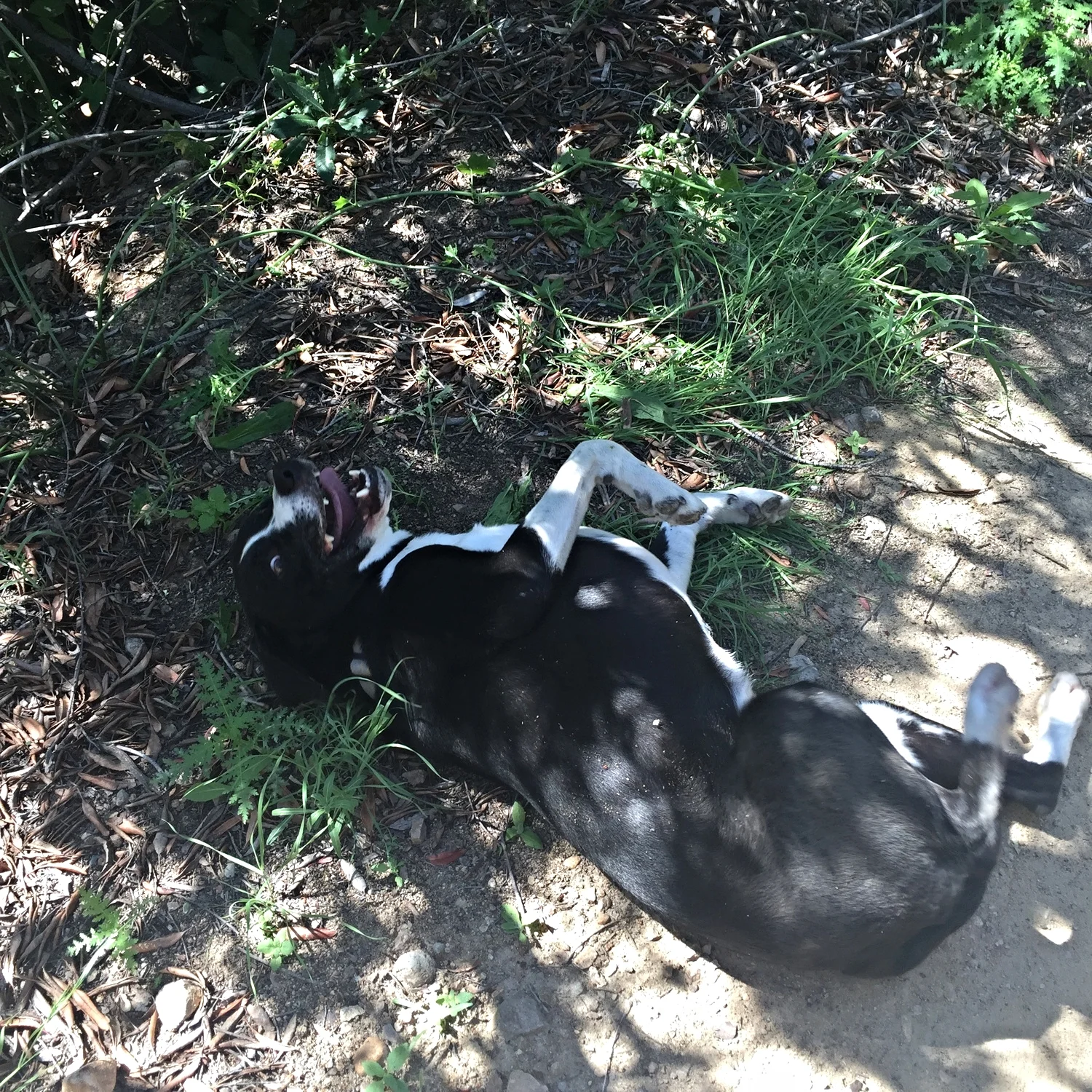 crazydog.jpg