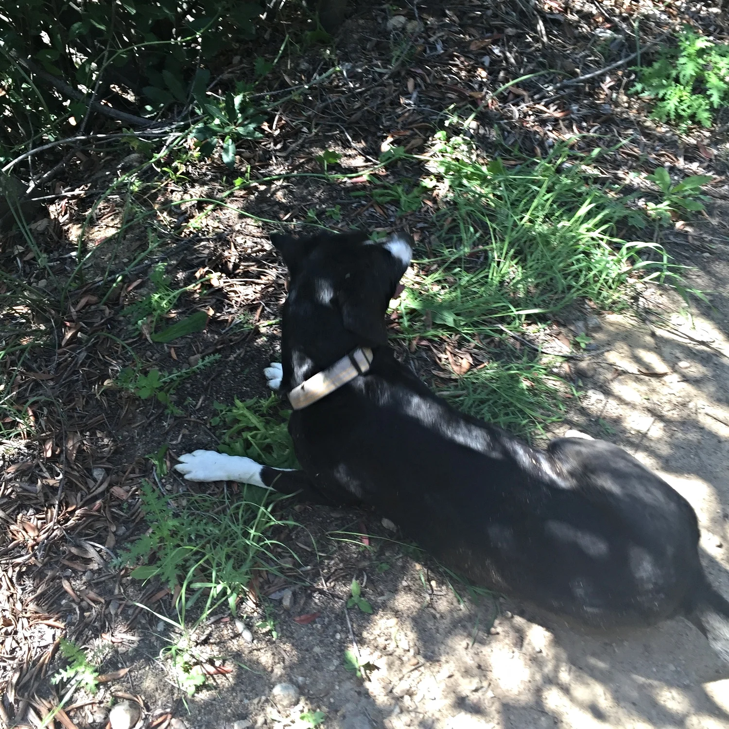 crazydog.jpg