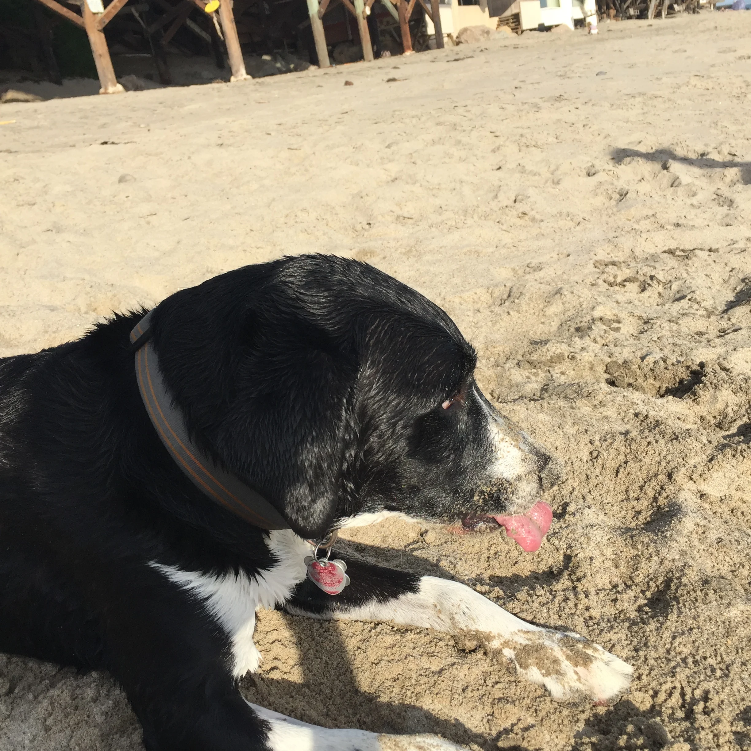 sandydog.jpg