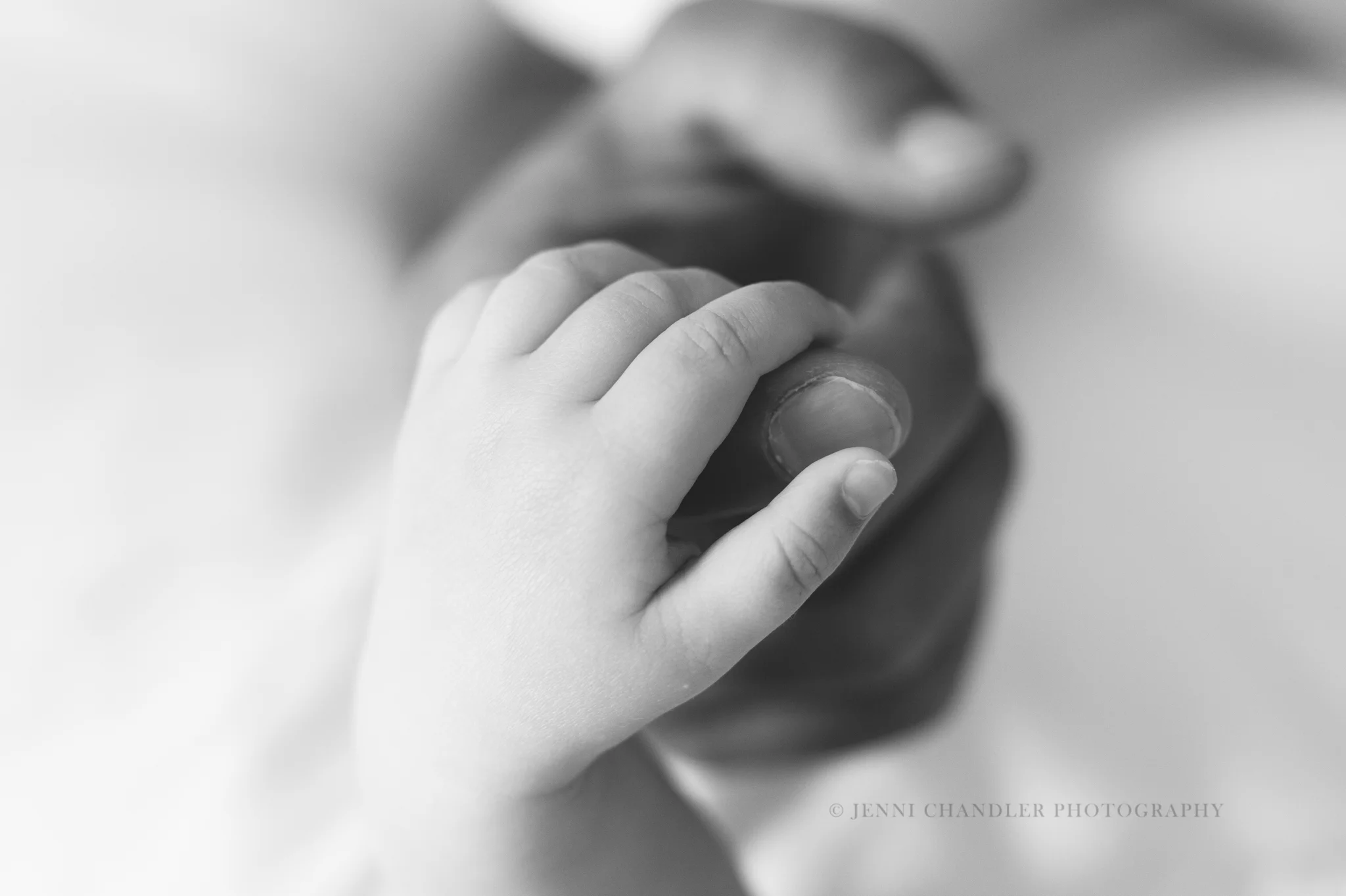brevard nc photographer, newborn lifestyle, in home newborn session, jenni chandler photography, jenni chandler, newborn baby, milk bath, children photography, family session, newborn session, we are brevard, lemonade and lenses, asheville photographer, hendersonville photographer, mills river photographer, cashiers photographer, twig and olive, natural light photographer, newborn with sibling, newborn in home, lifestyle photography