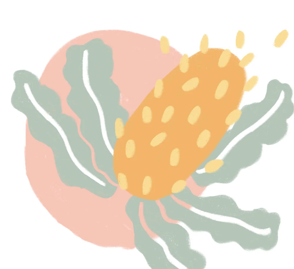 candice-cameron-illustrator-artist-coastal-banksia.jpg
