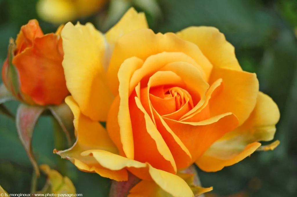 Rites of Spring
