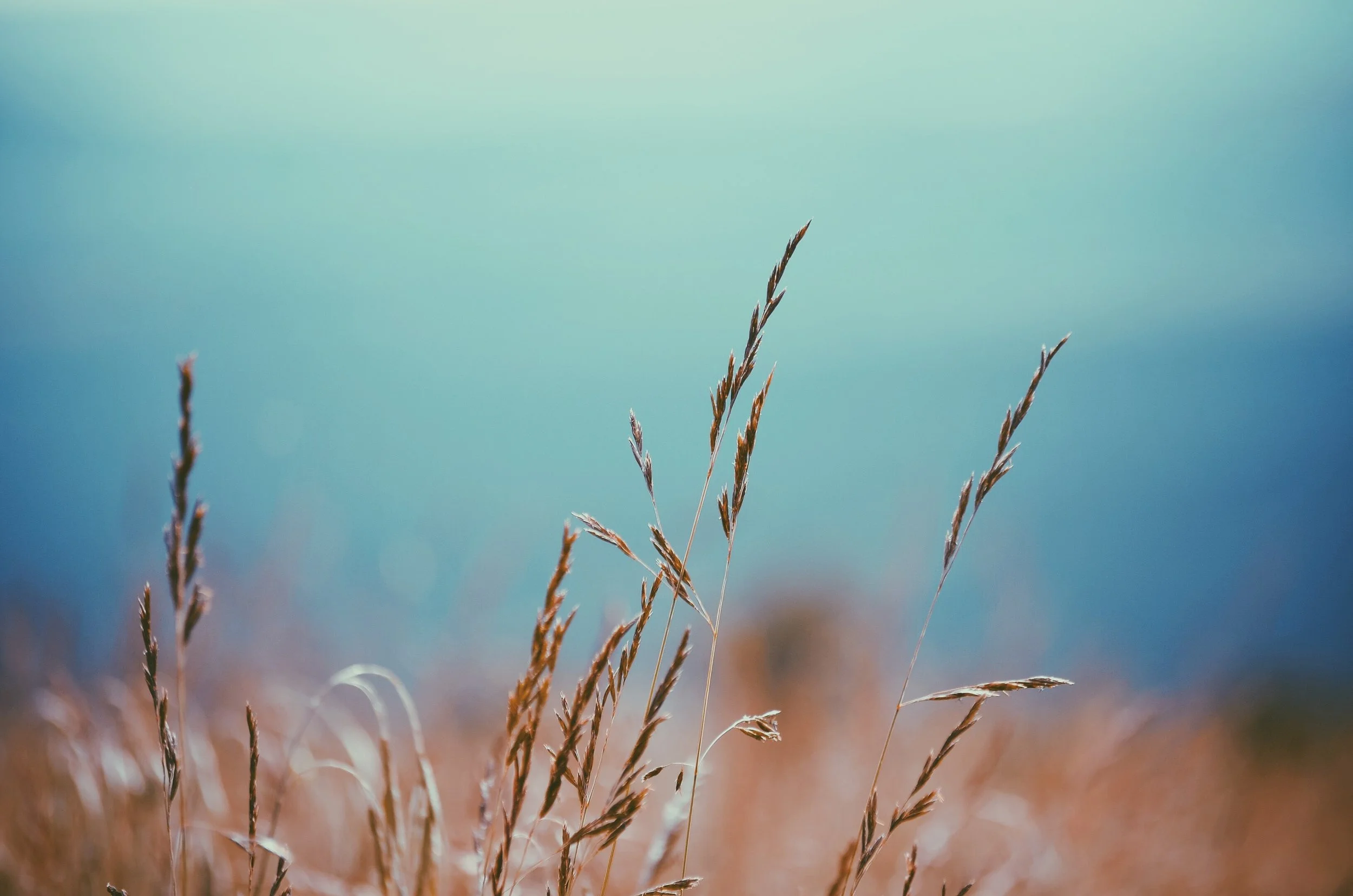 From Competition &amp; Comparison to Devotion &amp; Mastery:  practices for reclaiming your will, drive, and self-worth