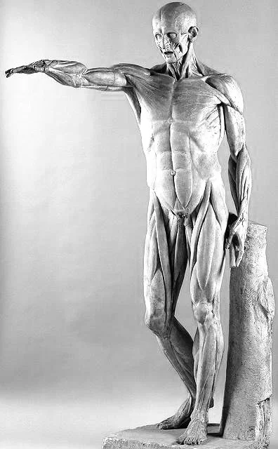 L'Ecorche - Houdon