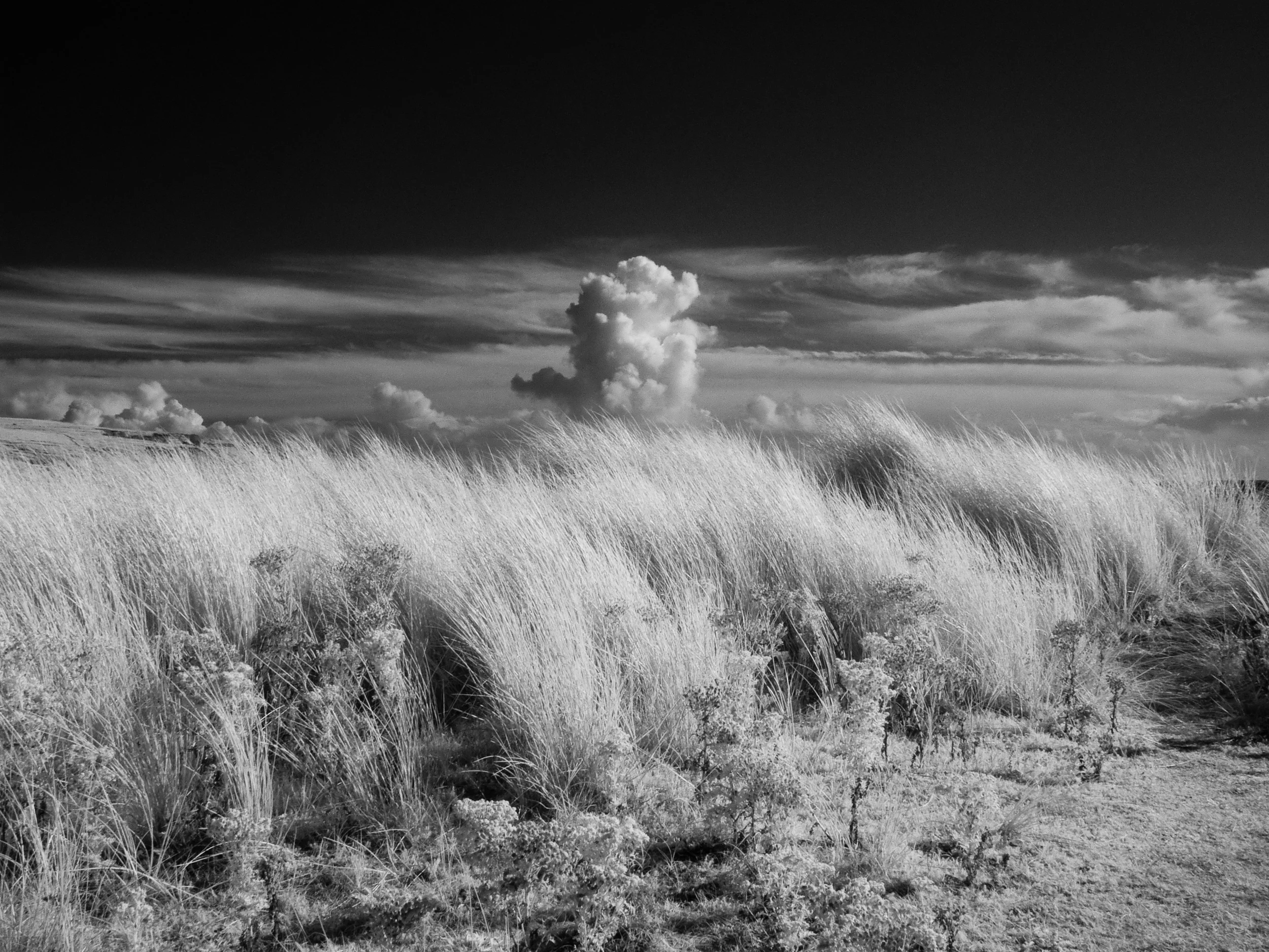barley cove 2.jpg