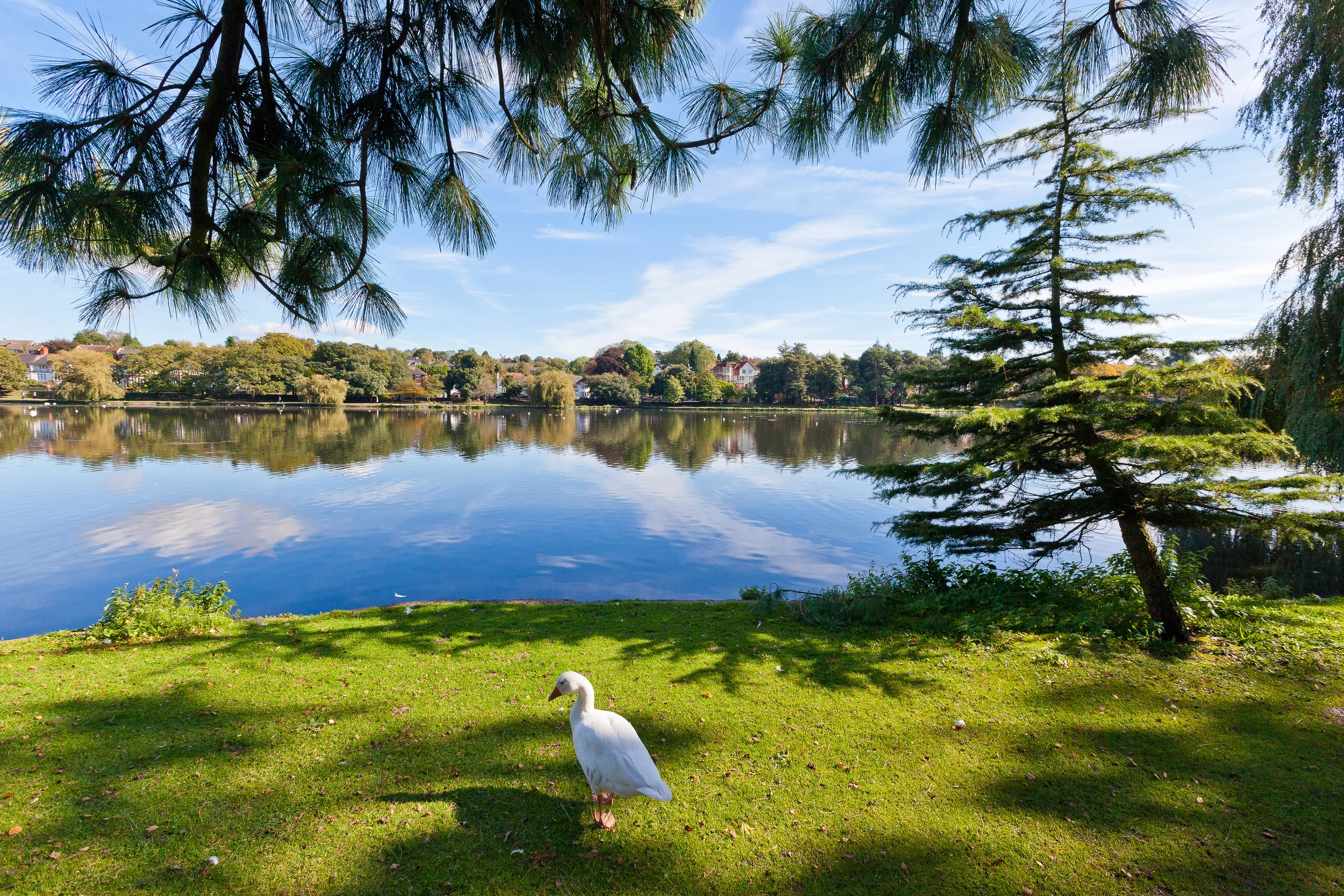 ROATH PARK_MG_5583.jpg