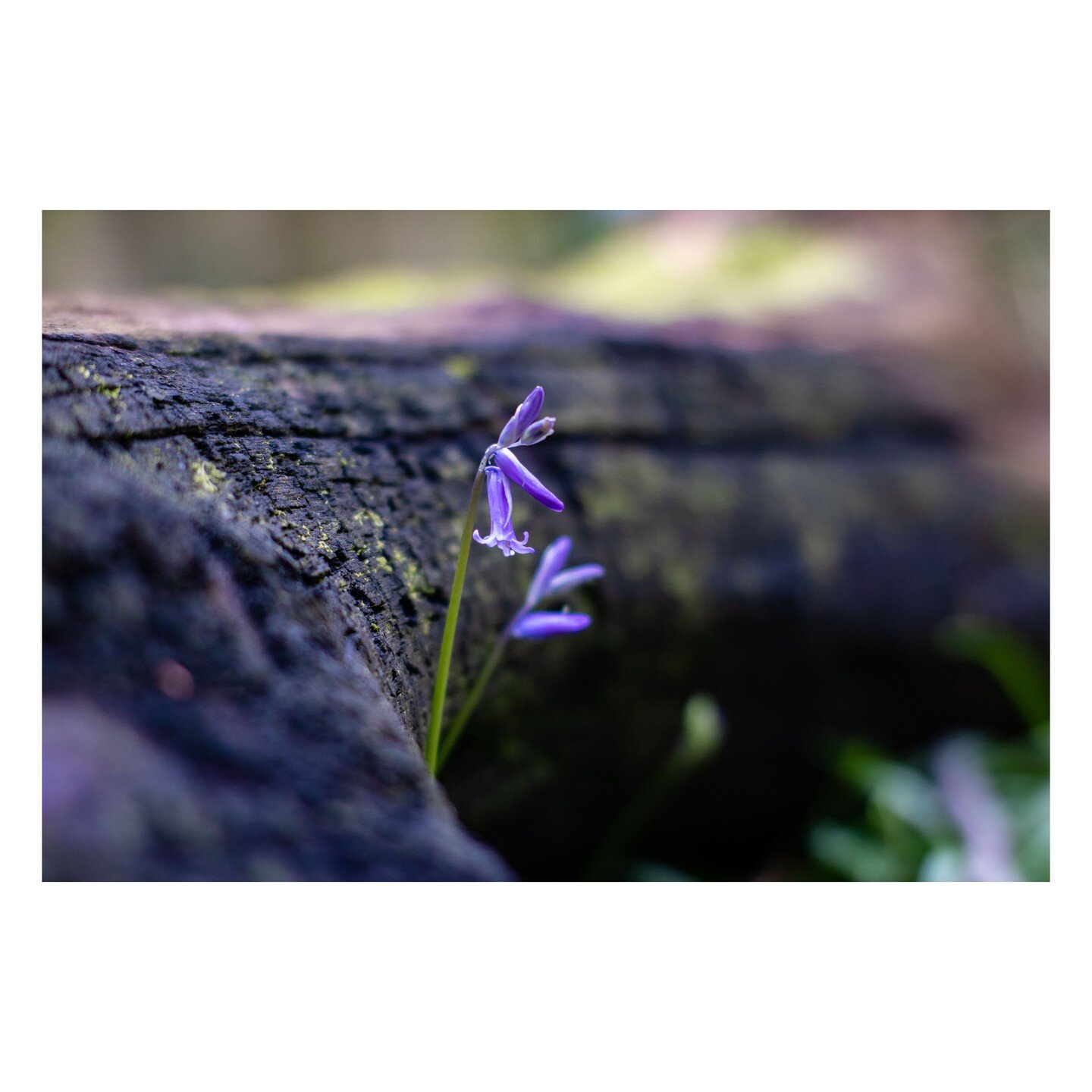 looking for the bluebells, they were just making an appearance, a few more weeks and they will be fully blooming. 111 of 365, no reason other than the joy of image making.

.
.
.
.
.
.
.
.
.
#instagramers #photodrome #photooftheday #picoftheday #alem