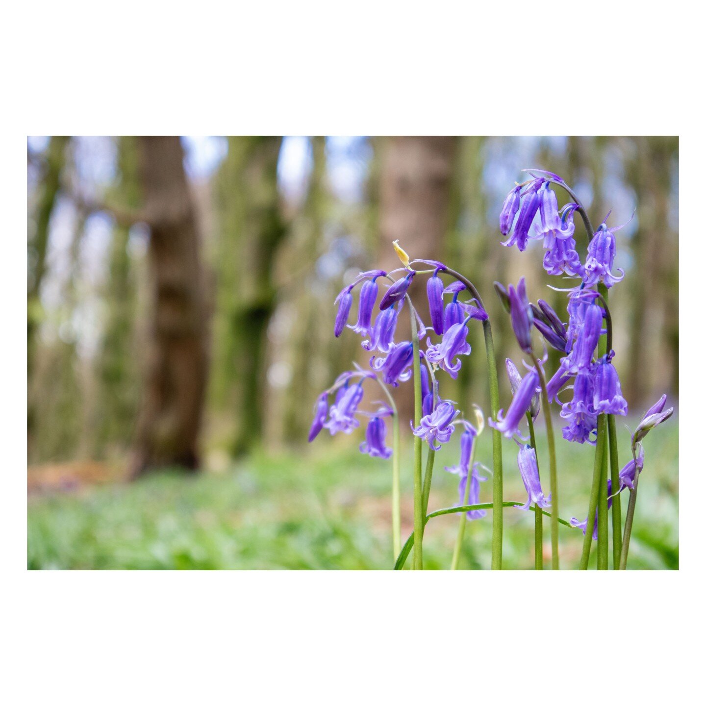 the Bluebell woods of Cardiff. 112 of 365, no reason other than the joy of image making.

.
.
.
.
.
.
.
.
.
#instagramers #photodrome #photooftheday #picoftheday #alemy #art #bestoftheday #beautiful #happy #life #instagood #instamood #igers #light #t