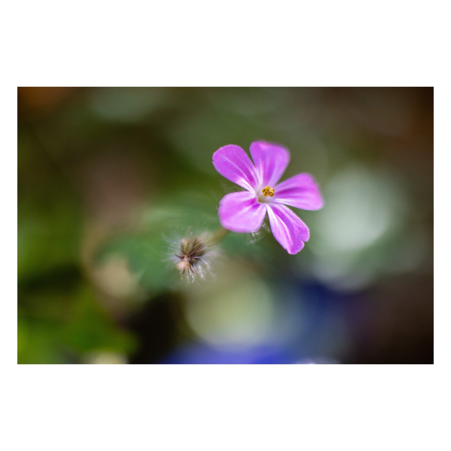trying some macro shots of flowers in the garden, a herb robert, very close up. 120 of 365, no reason other than the joy of image making.

.
.
.
.
.
.
.
.
.
#instagramers #photodrome #photooftheday #picoftheday #alemy #art #bestoftheday #beautiful #h