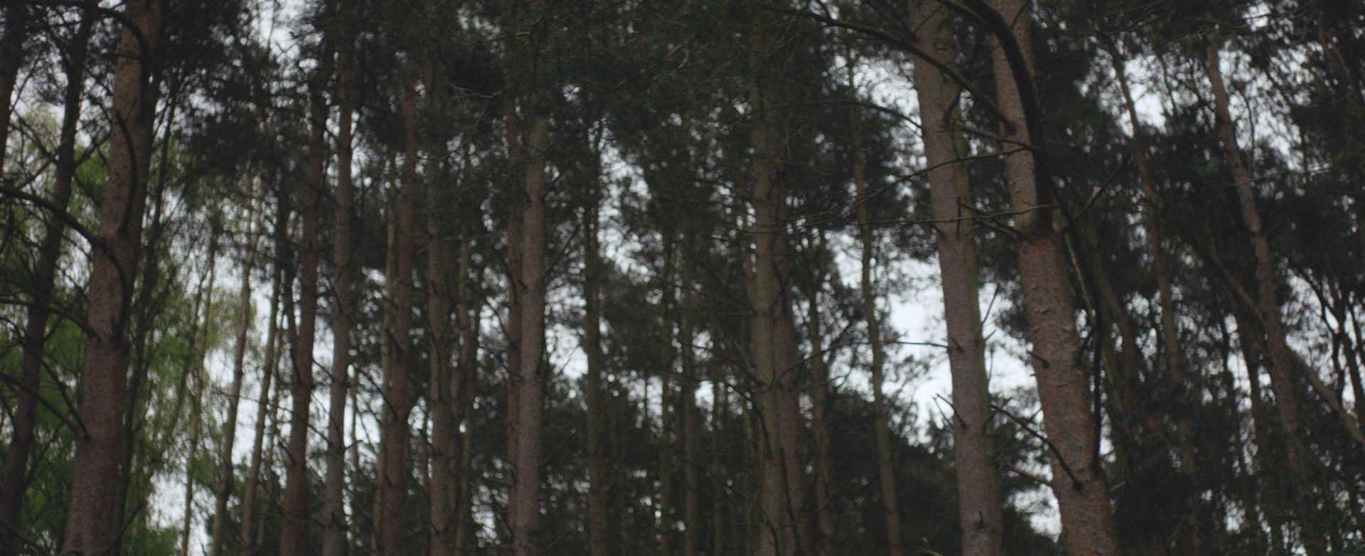 Layer 21.png