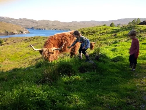 Highland cow and kid photo TH.jpg