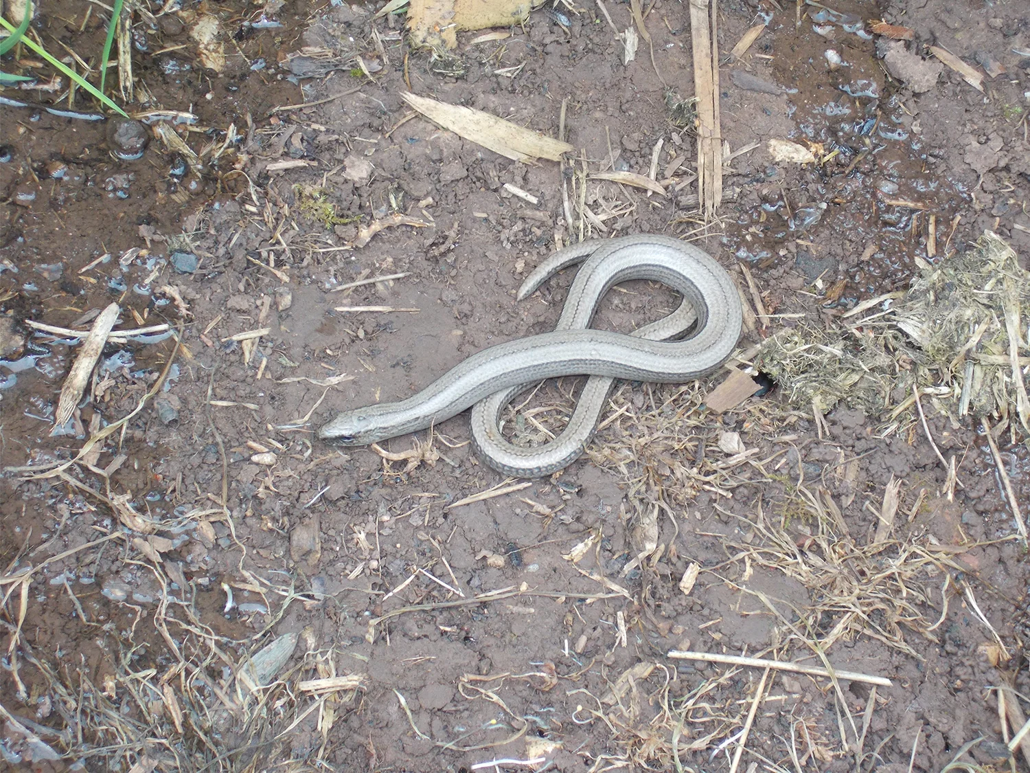 Slow Worm