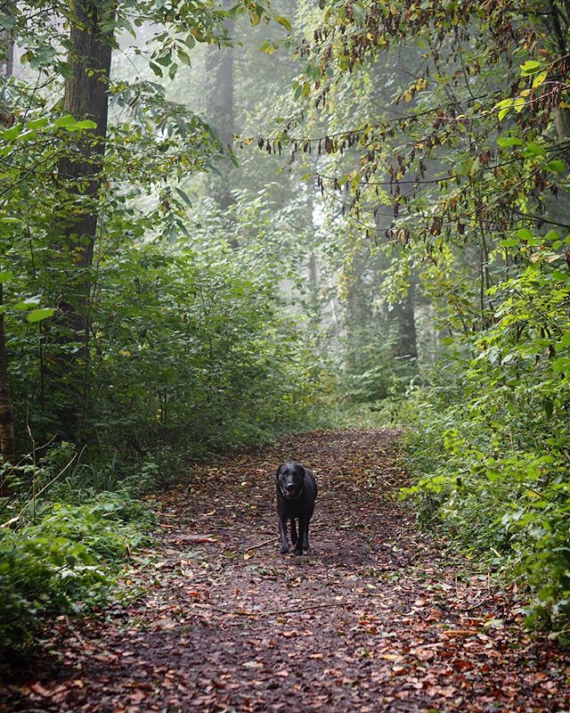 Introducing Bramble, causally mooching around her native habitat. 
She lives on site at Free Rangers and the children have all got to know her well.
.
This pic got me thinking about the Wildlife Trusts&rsquo; most recent research that highlights the 