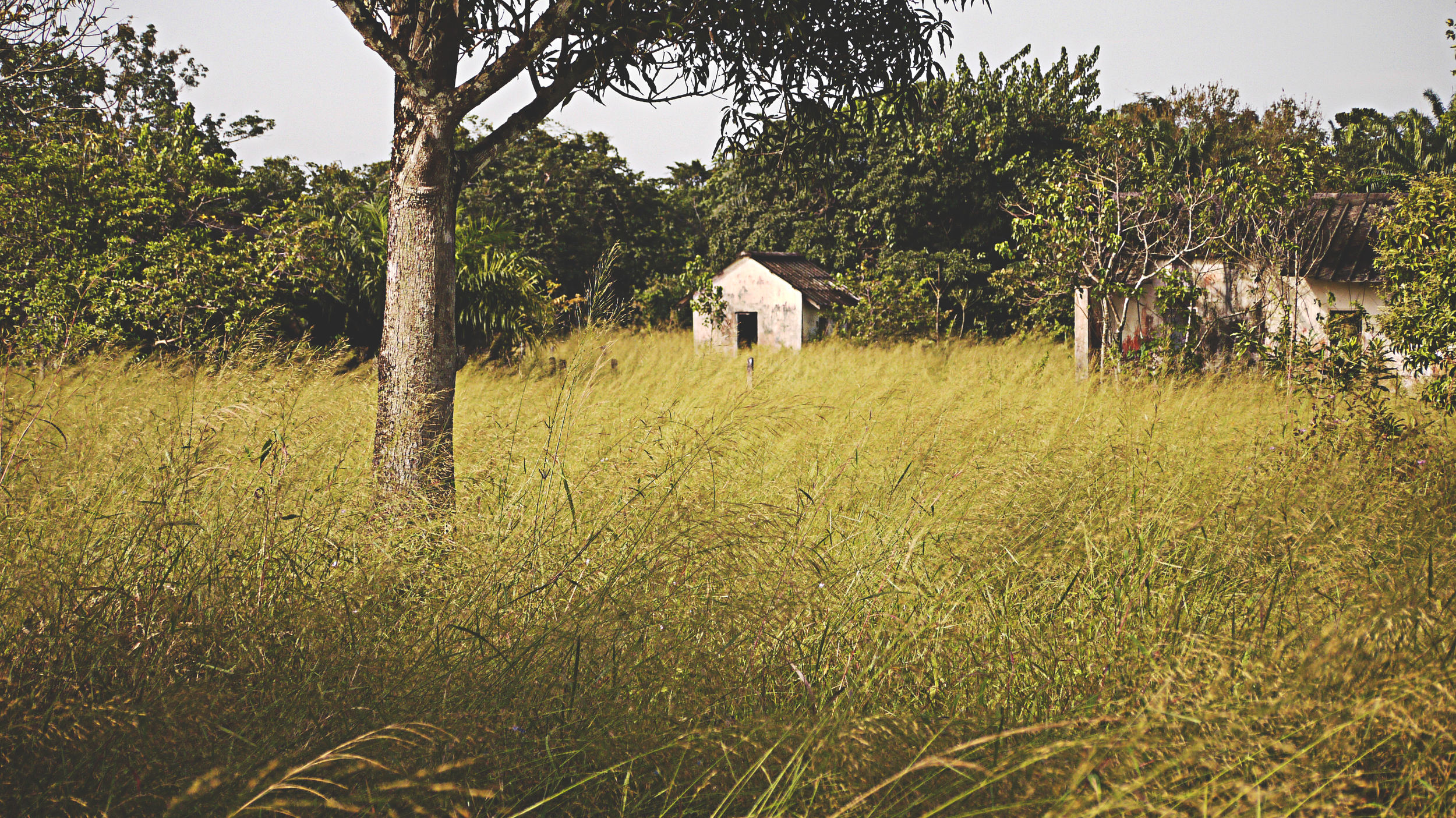 hut in grass.jpg