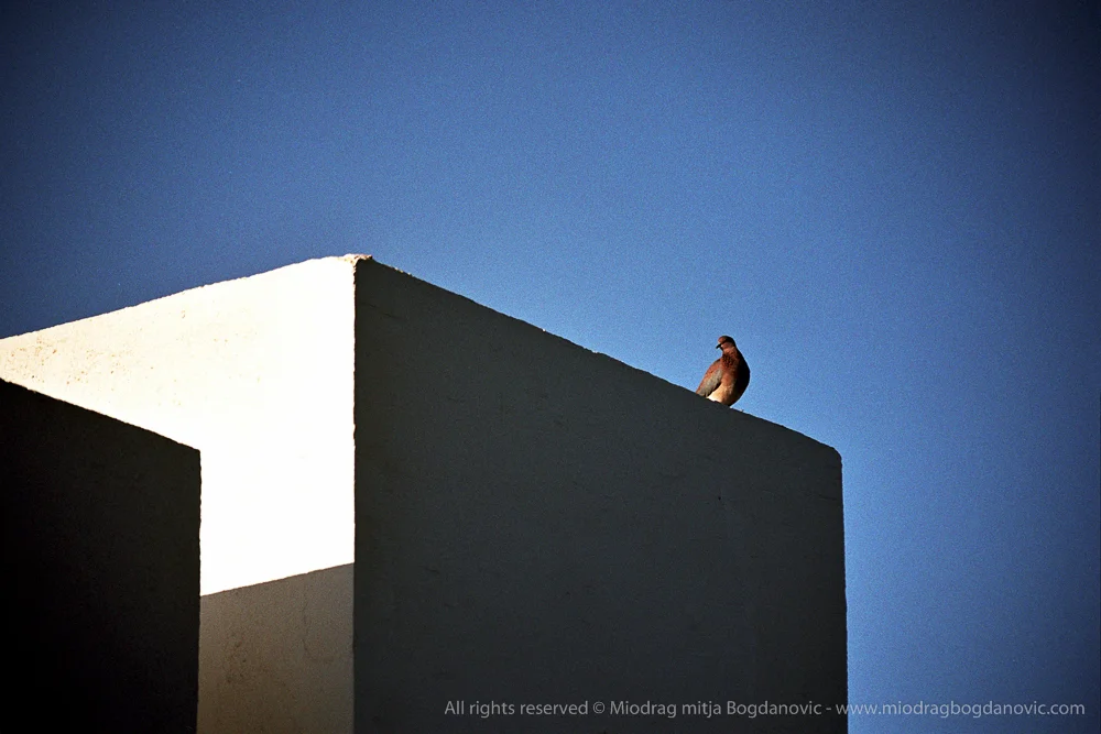 Hurgada dove - Egypt
